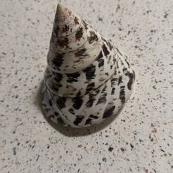 Large Shell
