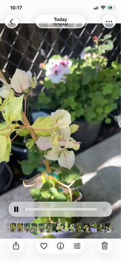 Specialty***Bougainvillea “Sunstone” white; Rasberry Ice (variegated leaves), Gold Topaz etc…95820