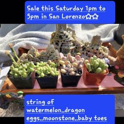 SUCCULENT SALE TODAY. SATURDAY IN SAN LORENZO