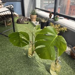 Variegated Monstera