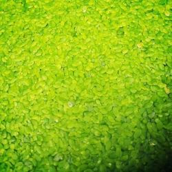 AQUARIUM DUCKWEED