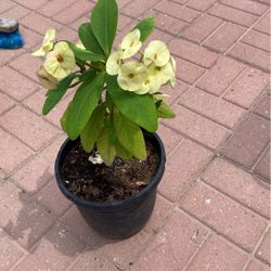 Corona De Cristo $30.00