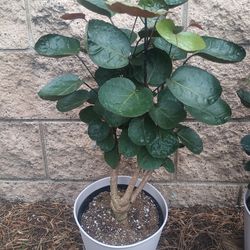 "Aralia Fabian" plants (2)