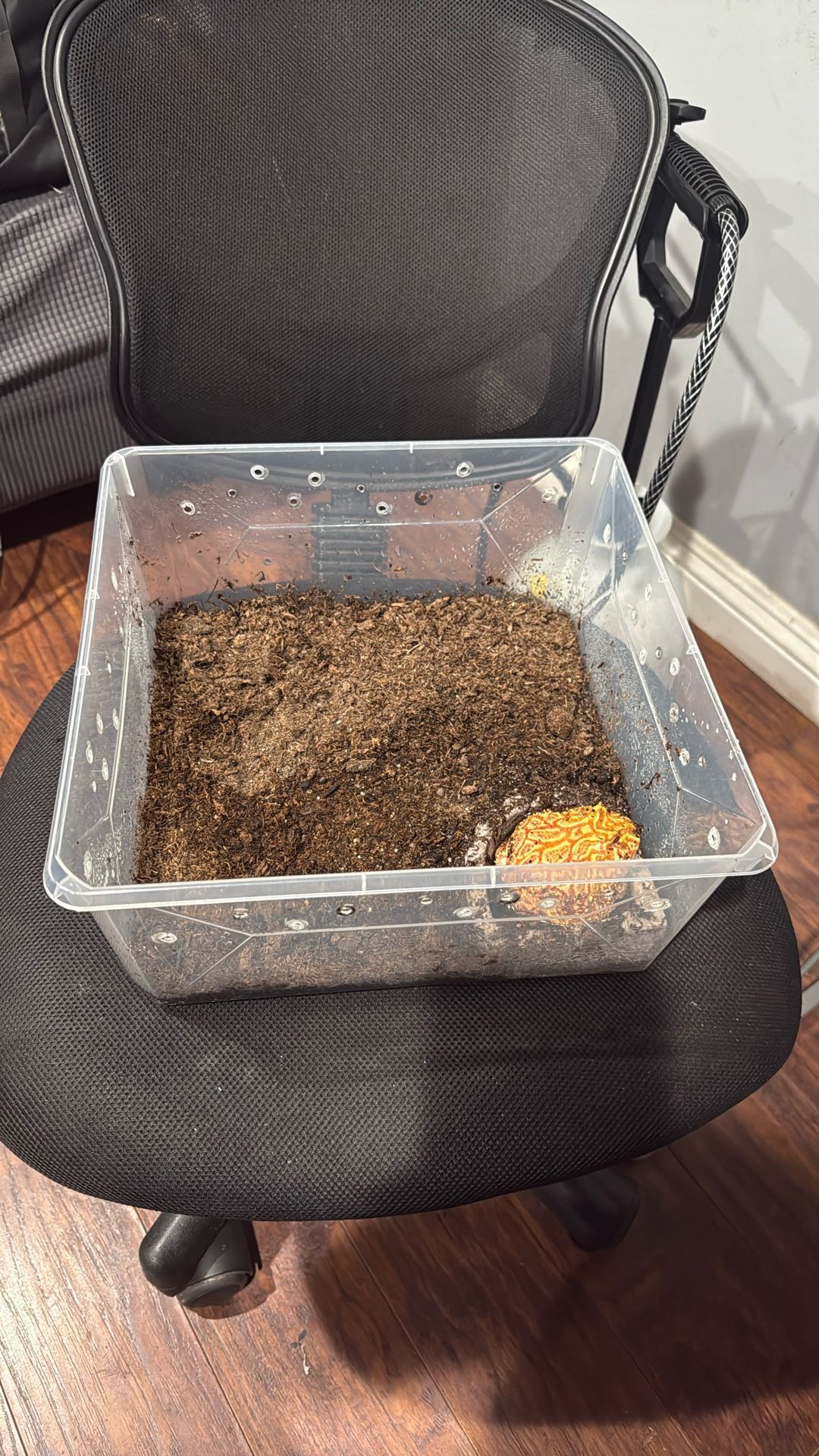 Small PAC-MAN enclosure 