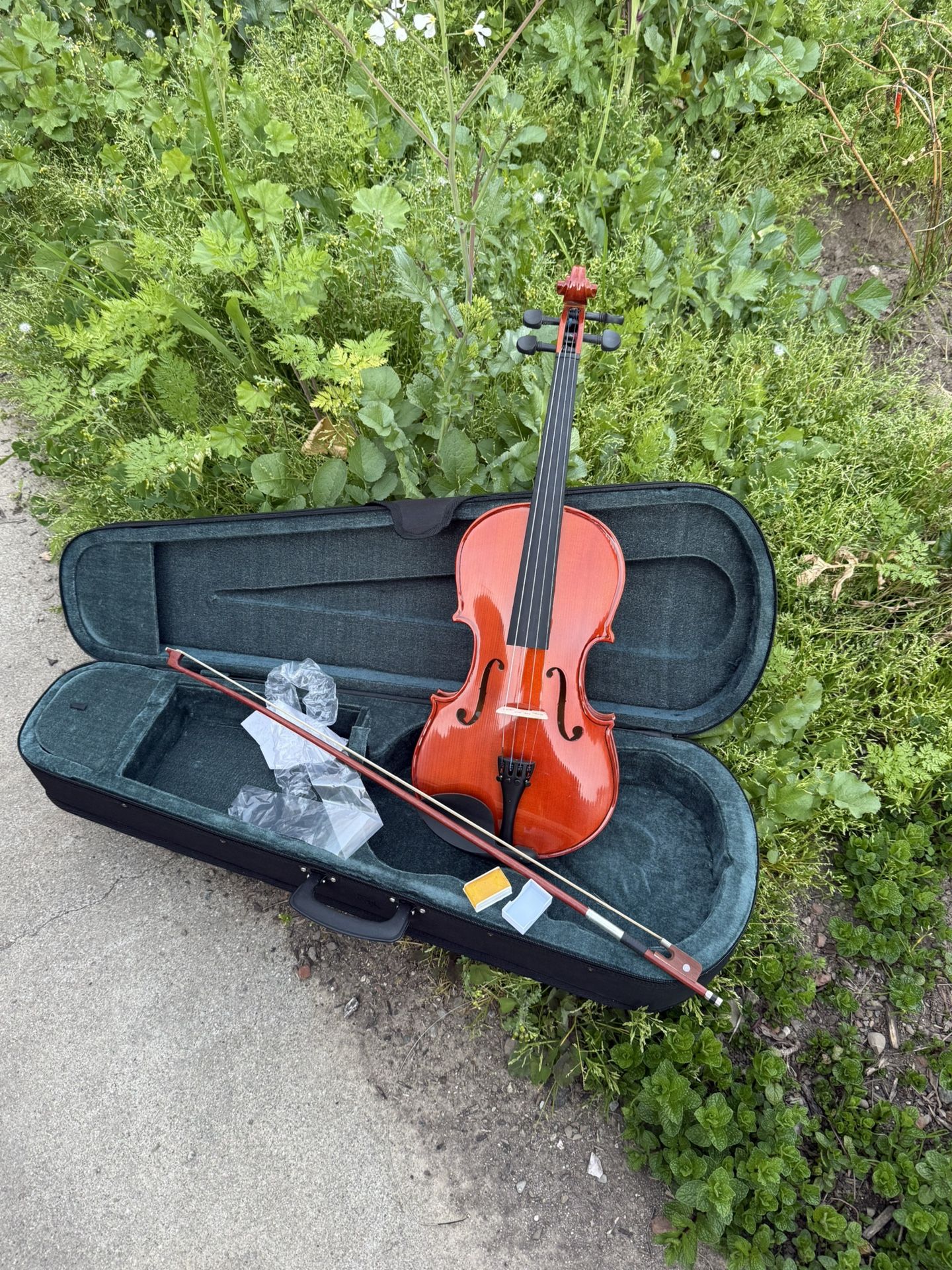 Gorgeous  15/15 Viola  