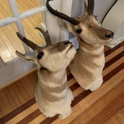 Taxidermy Pronghorn Antelopes!! $300 Each Obo!! 