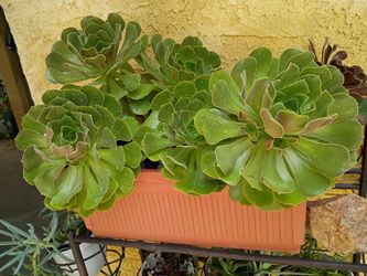 Suculenta dramoena
