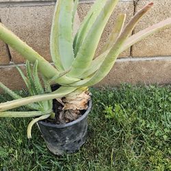 Aloe Vera Plant 