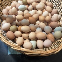 ORGANIC CHICKEN EGGS
