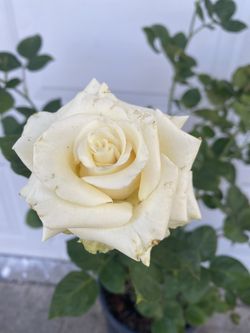 Rosal De Arbusto Con Flores Blanca, En Maceta De 5 Gallones Pick Up Only