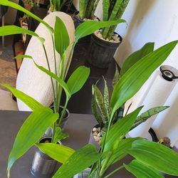 Japanese Bamboo Plants.  $5 Each