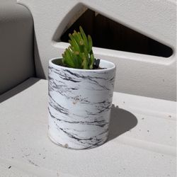 Jade Tree 