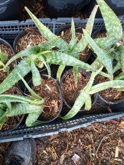 Savila Plants