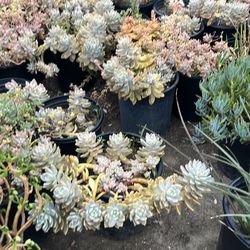 Succulents