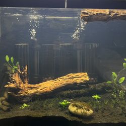 Rootscape Aquatics 🌿 Premium Cholla Wood – Thick, Rare Pieces (Aquarium Safe