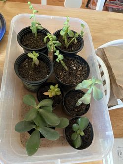 Succulent plants $3 for all of them