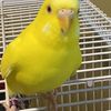Peeps