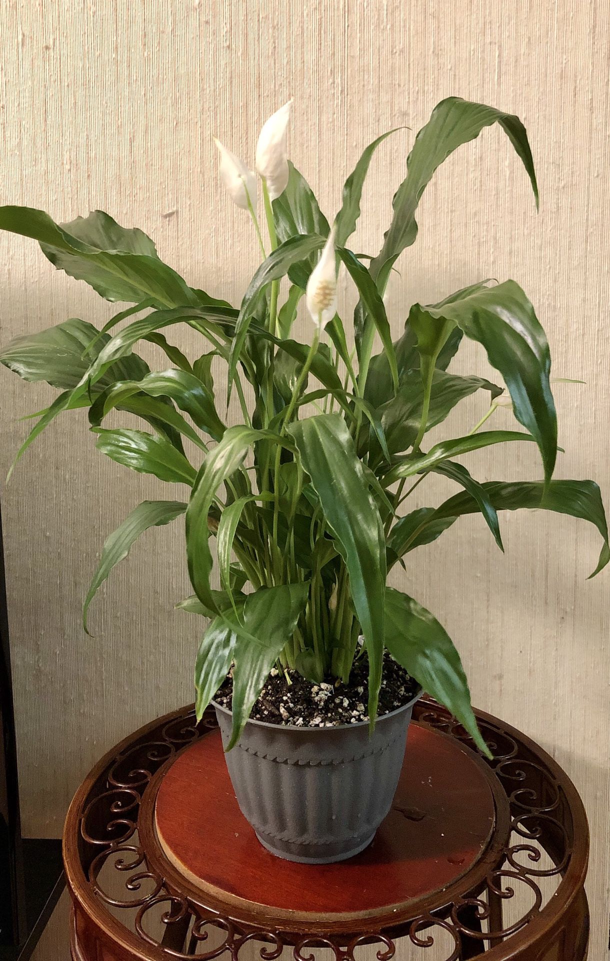 Live Peace Lily plant with bloom (19" tall) in a beautiful sturdy plastic pot