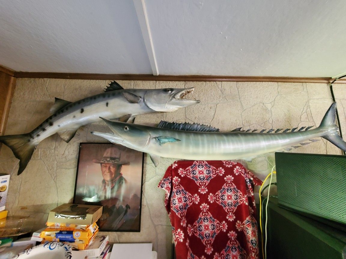 Wall Mounted Fish Barracuda and Wahoo