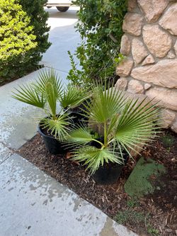 Palm trees $35 each