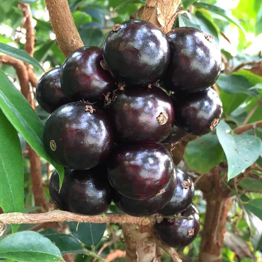 Gigante Jaboticaba tree plant grafted mature 15” in tall in 6 in pot 