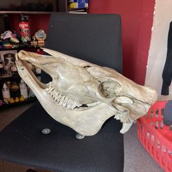 Bull Complete Skull 