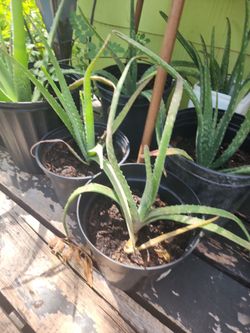 Aloe/zabila