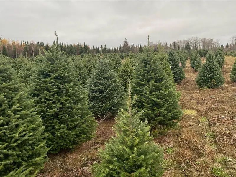 🎄 Christmas Tree Delivery & Setup – Stress-Free Holiday Service! 🎄