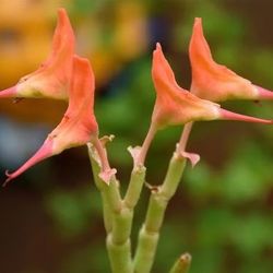 🌵Euphorbia Lomelii🌵
🩰🐦Ladyslipper Plant🩰🐦