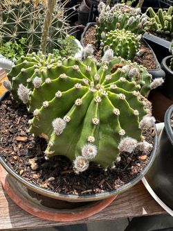 Large Barrel Cactus in Pot