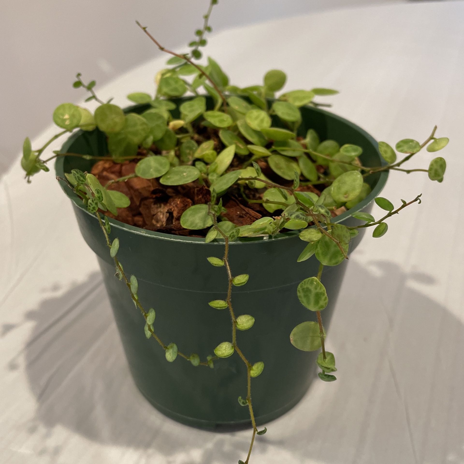 String Of Turtles