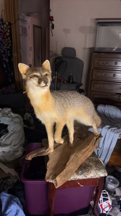 Coyote