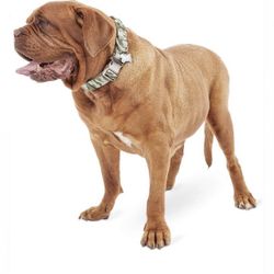 Collar for Big Dogs XXL/XXXL