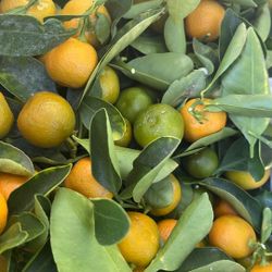 Kalamansi 25 - 30  pcs.. for $3