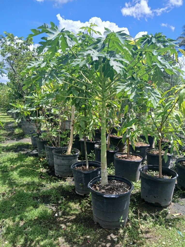 Huge sale now papaya fruit tree on sale $80