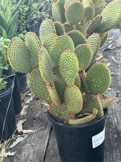 Cactus 1 Gallon
