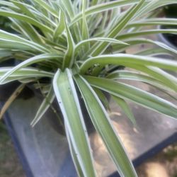 Spider Plant $5for Garden