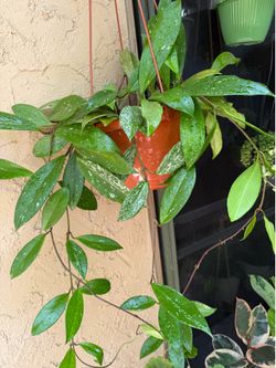 Hoya pubicalys