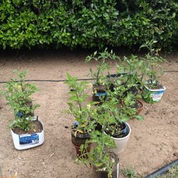 Tomato Plants Ready For Your Garden!