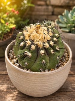 Copiapoa cinerea