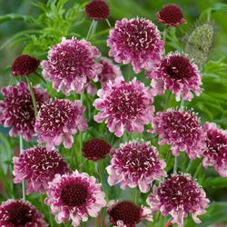 Scabiosa 'Beaujolais Bonnets'