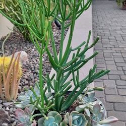 Succulent Mix 