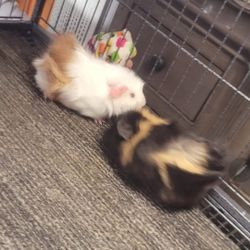 Guinea Pig Cage