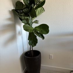 Live Fiddle Leaf Plant