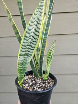 Snake Plant