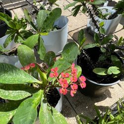 HEALTHY CROWN OF THORNS 