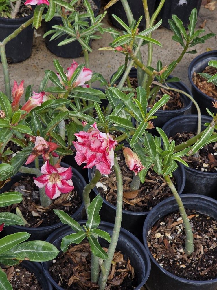 Rosas Del Desierto 3gallones