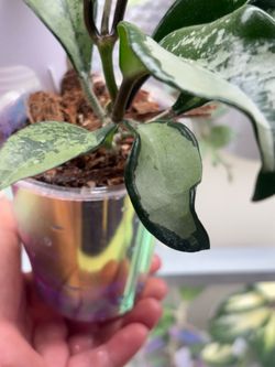 Hoya Silver  moon