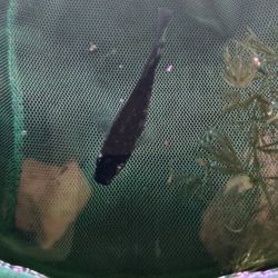 Cheap FISHES