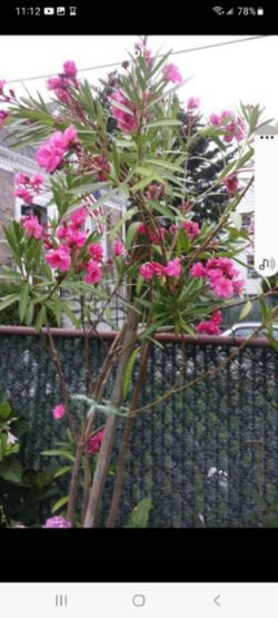 Gorgeous oleander .